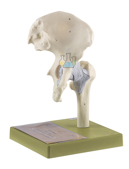 Hip Joint Model